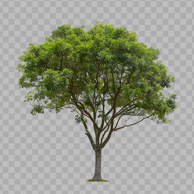 PSD Árbol de teca con dosel redondeado árbol alto de hasta 130 pies escuro aislado clipart png psd no bg