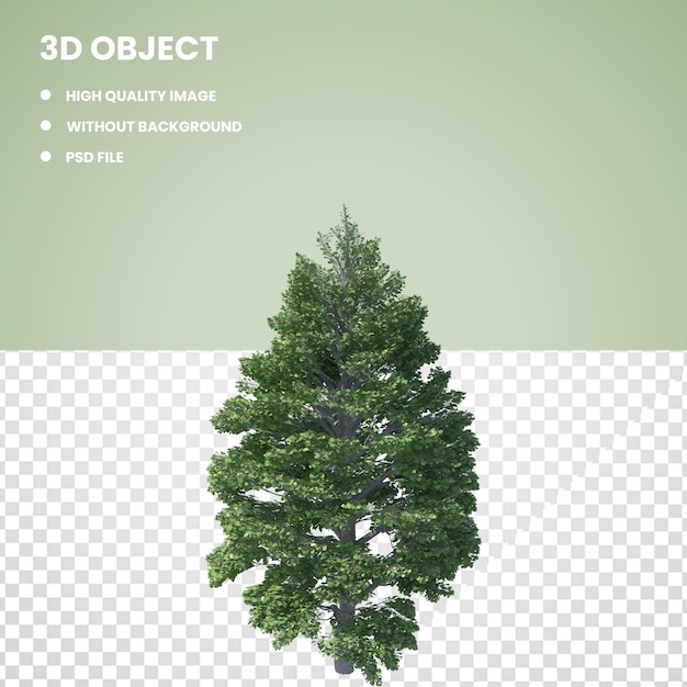 Árbol de tilo