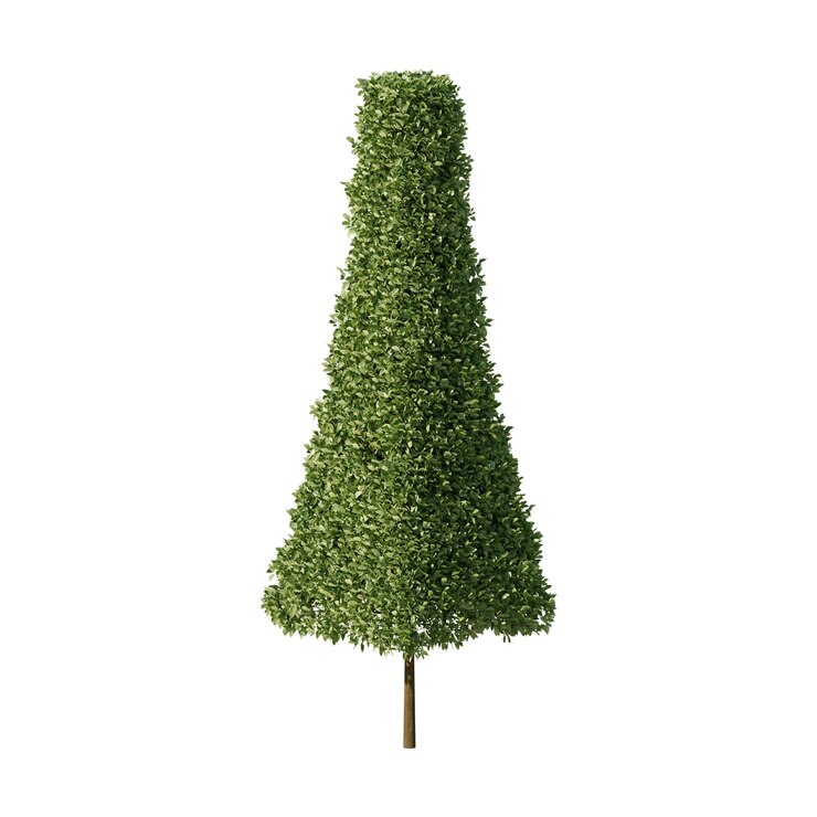 PSD árbol topiario en forma de cono