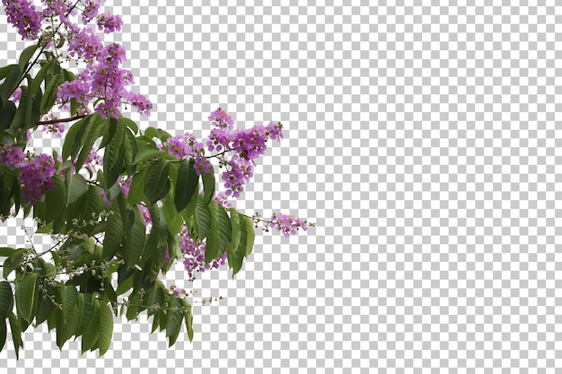 Árbol tropical flores hojas y rama primer plano aislado