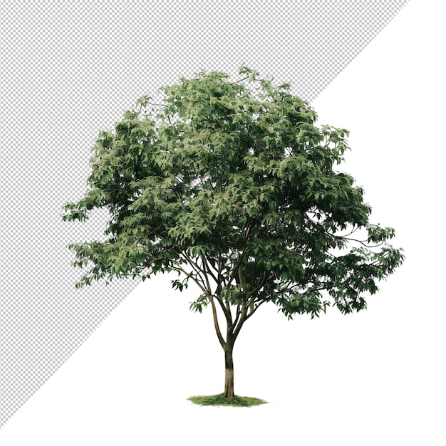Un árbol verde con hojas y ramas