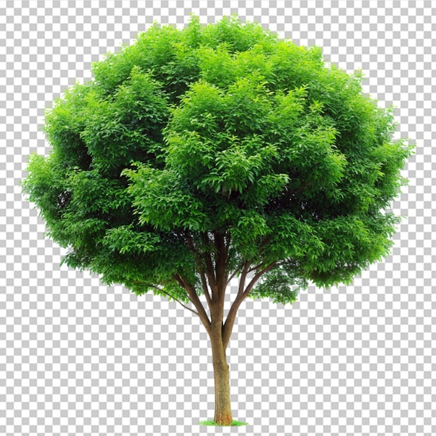 PSD Árbol verde sobre un fondo transparente