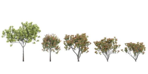 Árboles cónicos aislados sobre fondo blanco árboles tropicales aislados utilizados para ilustración
