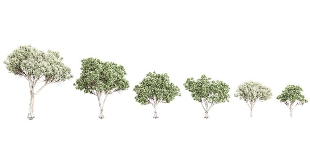 Árboles de corteza de papel con hojas de lino con fondos recortados renderización 3d png