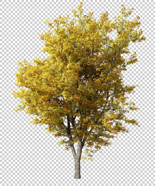 Árboles cubiertos de hojas amarillas de colores estacionales en fondos transparentes