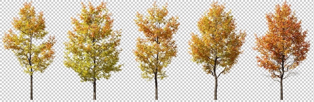 Árboles grandes de otoño colores recorte fondos transparentes renderizado en 3D