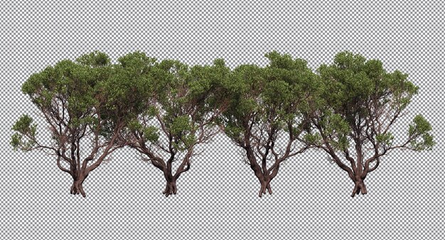 árboles de hoja perenne hojas verdes aisladas y rama en primer plano y fondo