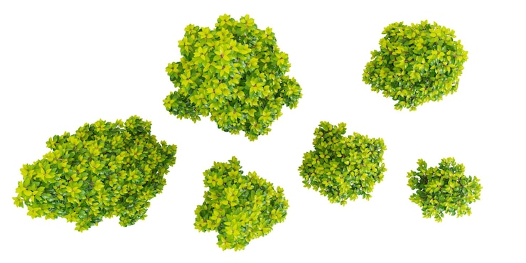 PSD los árboles de laurel de la selva de portugal forman un corte en 3d desde la vista superior