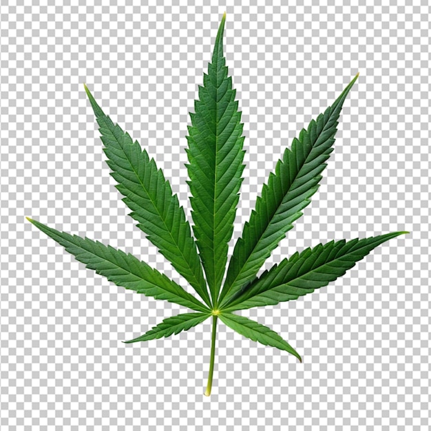 PSD los árboles de marihuana para uso médico se utilizan por separado aislados