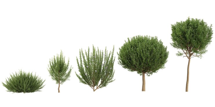 PSD árboles de quercus tropicales con estilo realista desde la vista superior