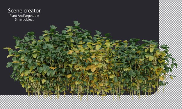 Árboles de soja aislados plantas de soja trazado de recorte