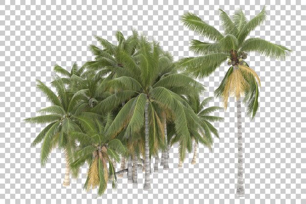 Árboles tropicales sobre fondo transparente. Representación 3d - ilustración