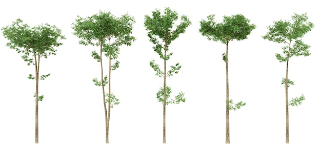 Árboles verdes aislados para el diseño del paisaje y la representación 3D