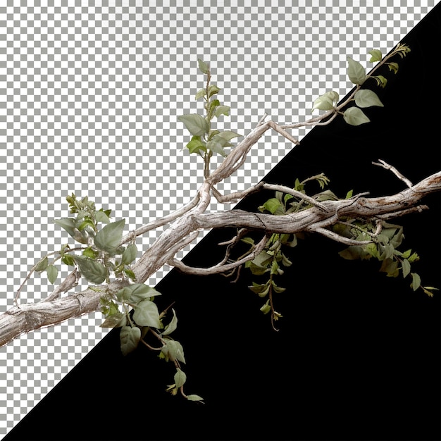 PSD arbre 3d avec fond transparent