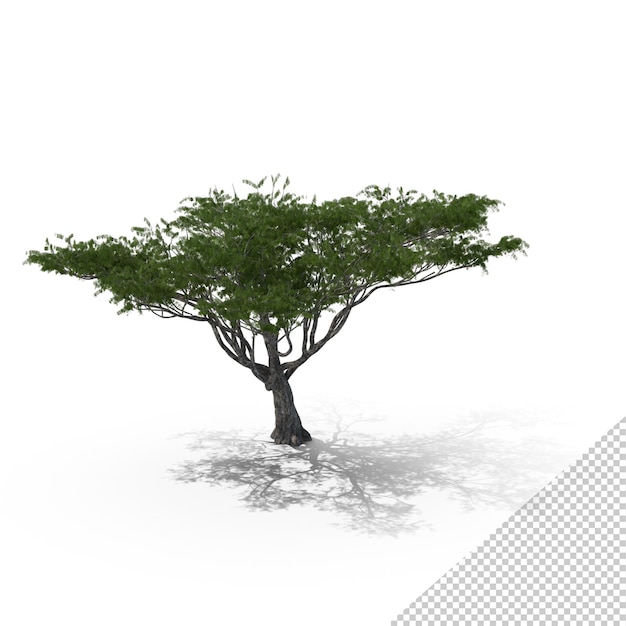 PSD arbre acacia africain png
