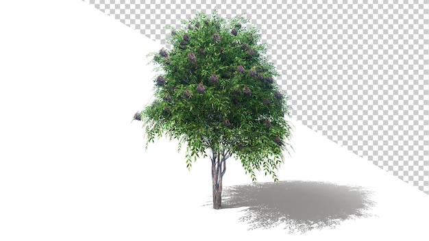 Arbre De Baies Vertes Avec Rendu 3d Arbre Isolé