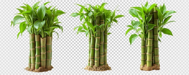 PSD arbre de bambou isolé sur un fond transparent génératif ai.