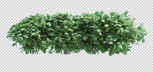 Arbre de brosse de rendu 3D isolé sur blanc