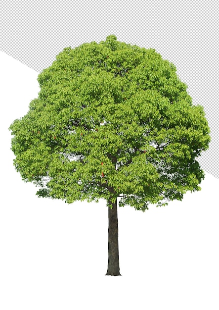 PSD arbre de collection à haute résolution avec décor psd d'arrière-plan original découpé