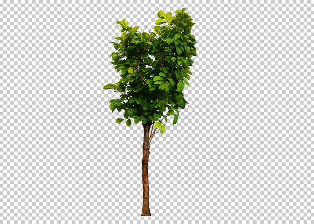 PSD sur un arbre de conception psd à fond transparent