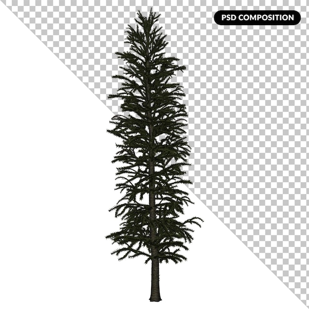 PSD arbre cycas isolé en 3d