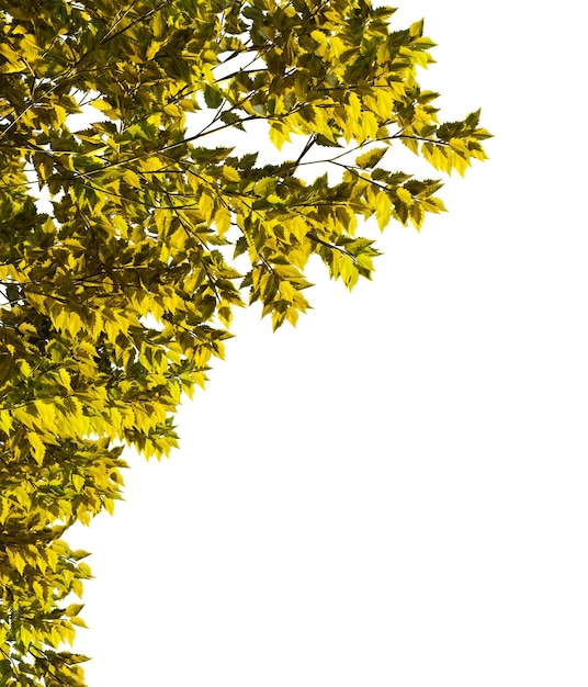 PSD arbre avec des feuilles jaunes sur fond transparent blanc illustration de rendu 3d