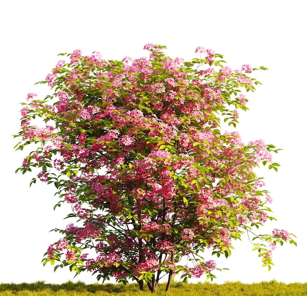 Arbre à Fleurs Roses Dans Un Champ Herbeux Sur Fond Transparent Blanc Illustration De Rendu 3d