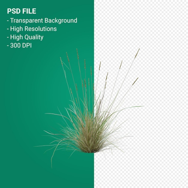 PSD arbre d'herbe rendu 3d isolé