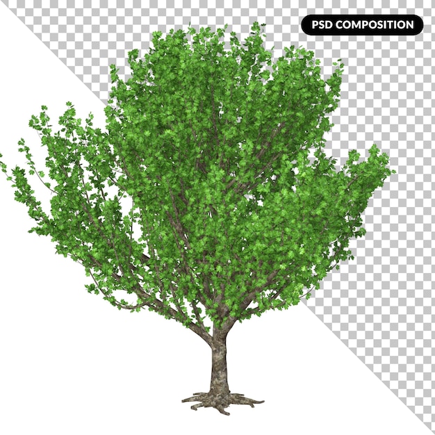 PSD arbre isolé 3d