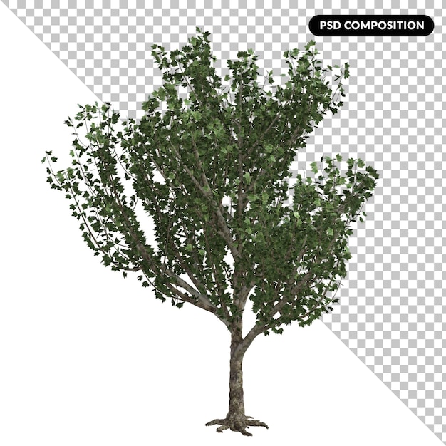 Arbre Isolé 3d