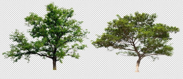 Arbre isolé sur fond blanc avec un tracé de détourage