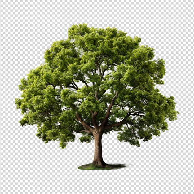 PSD arbre isolé sur fond blanc