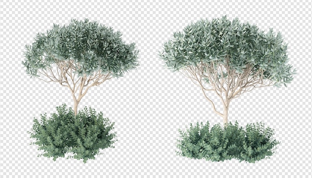 PSD arbre isométrique en rendu 3d isolé