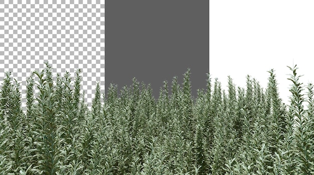 Un arbre de lavande png rendu 3D transparent