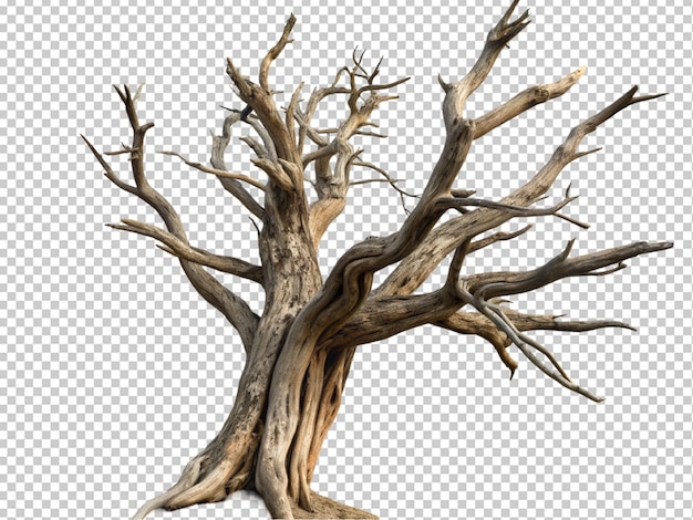 PSD arbre mort