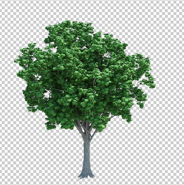 PSD arbre d'objet nature isolé sur blanc