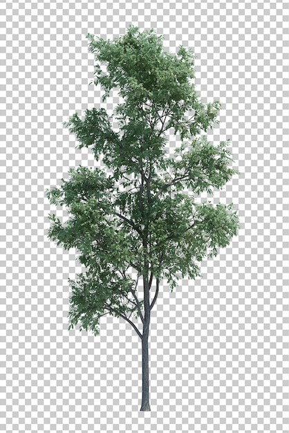 Arbre d'objet nature isolé sur blanc