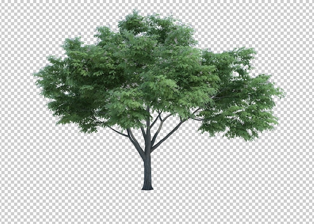 PSD arbre d'objet nature rendu 3d isolé