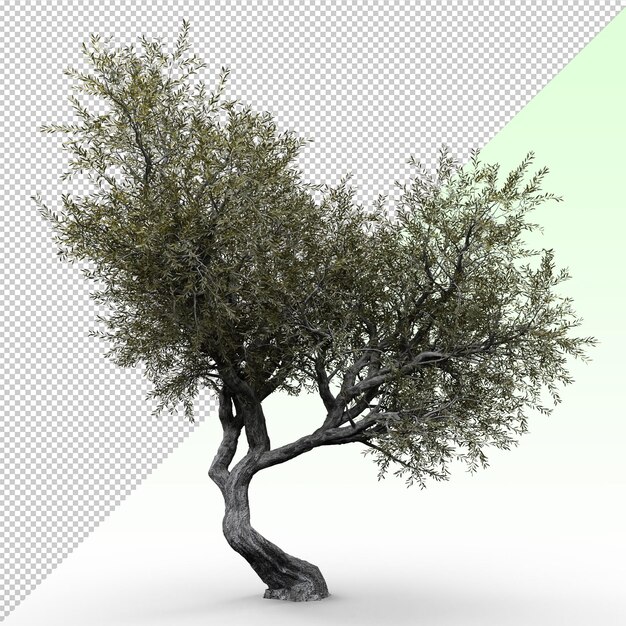 PSD arbre d'olive