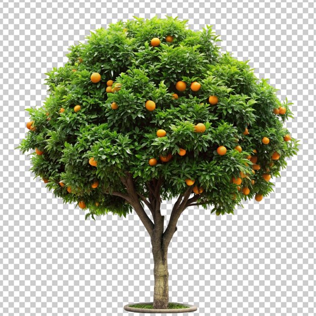 PSD arbre orange modélisation 3d fichier psd réaliste