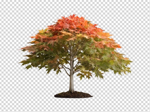 PSD l'arbre png