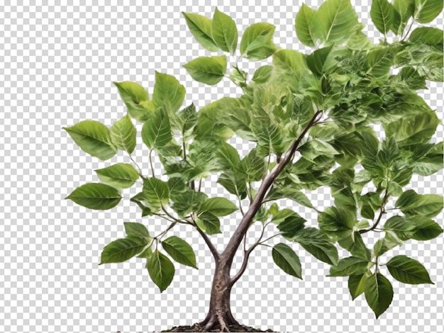 PSD l'arbre png