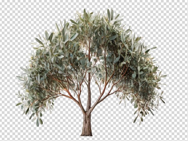 PSD arbre en png