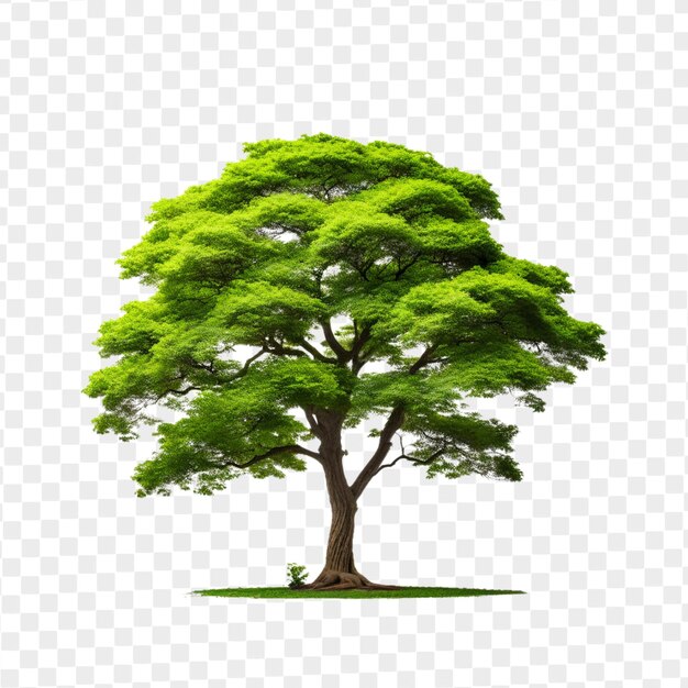 Arbre Psd Isolé Sur Fond Blanc