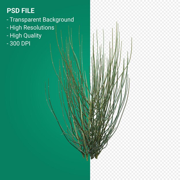 PSD arbre de rendu 3d isolé