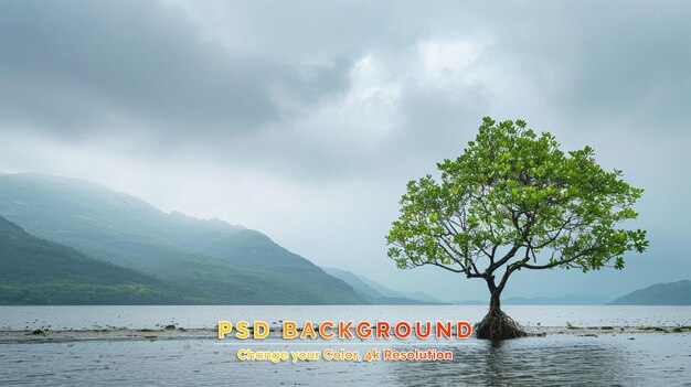 PSD l'arbre solitaire dans le parc national de snowdonia