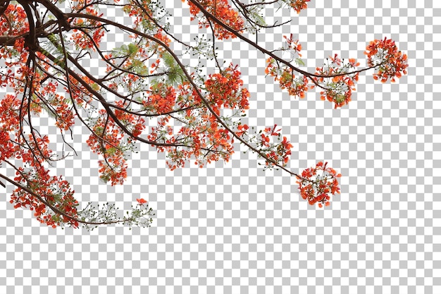 arbre tropical fleurs feuilles et branche au premier plan isolé