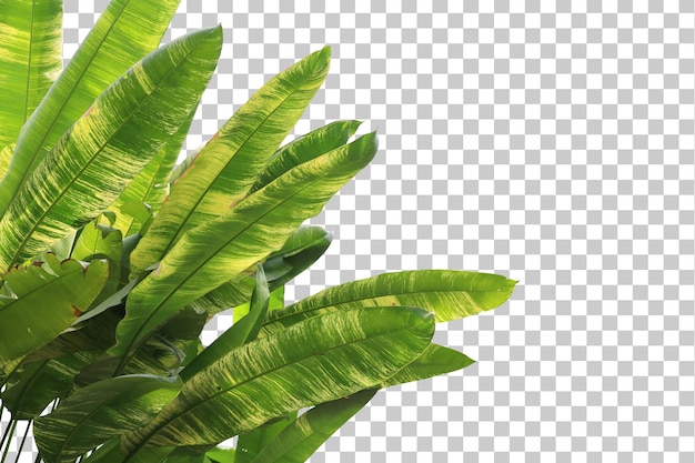 Arbre tropical laisse au premier plan isolé