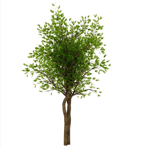 Un arbre vert isolé sur un fond noir