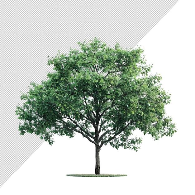 Un arbre vert et luxuriant aux feuilles ombragées